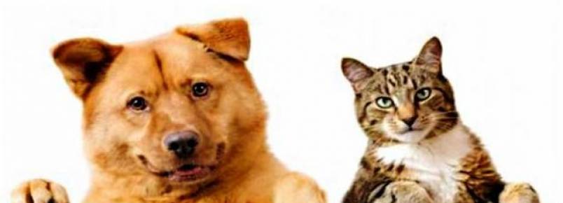 Cinco mil animais devem ser vacinados em São Pedro (SP)