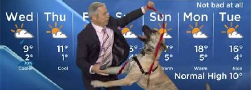 Cão impede jornalista de fazer previsão do tempo em telejornal no Canadá