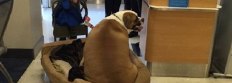 Cão obeso que só viaja de 1ª classe chama atenção na web
