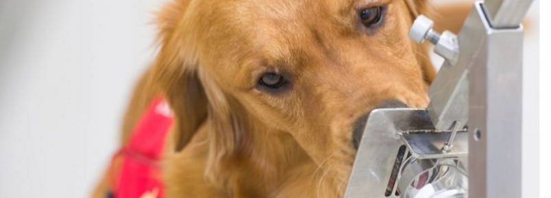 Coronavírus: o mecanismo que pode fazer cães detectarem covid-19 até 5 dias antes de sintomas começarem