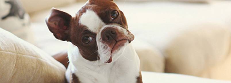Por que os cães inclinam a cabeça para o lado quando falamos com eles? r