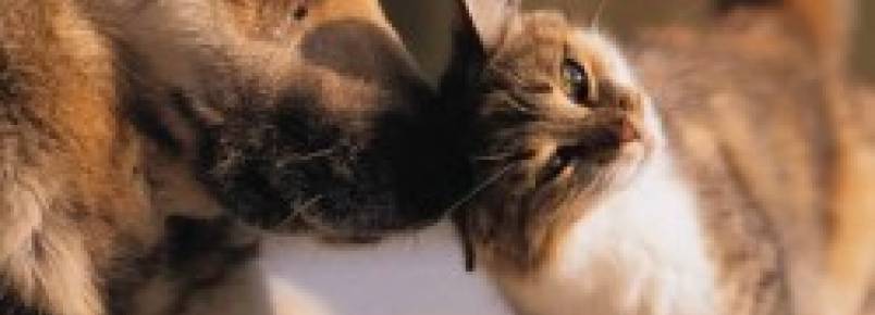 Maus-tratos e abandono de animais serão punidos com multa de até 4 mil reais
