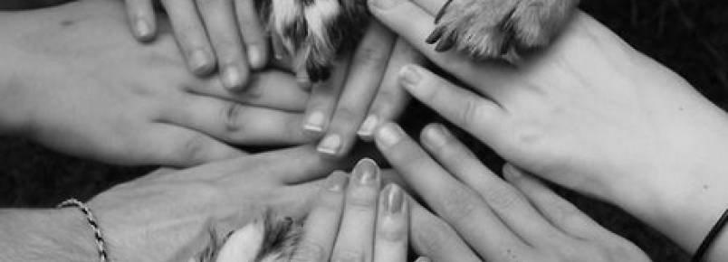 Polícia Civil do Rio lança curso sobre direitos dos animais em parceria com a OAB
