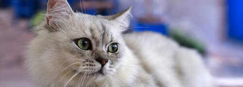 Curiosidades sobre as patas dos gatos