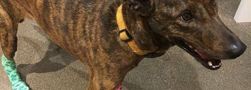Cão foge ao se assustar com fogos de artifício e é encontrado 24 horas depois