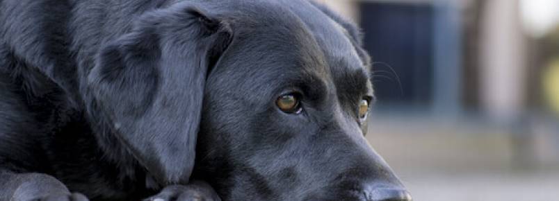 As doenças do cão idoso e seu tratamento