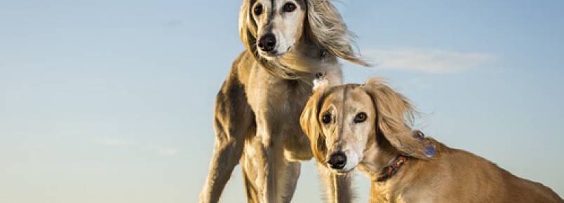 Saluki, o cão real do Egito