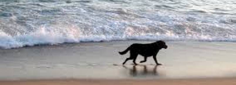 Campanhas querem evitar abandono de animais nas praias