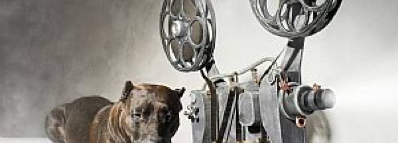 Documentário incentiva a adoção de cães vira-latas