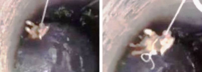 Cão é resgatado de poço após várias tentativas