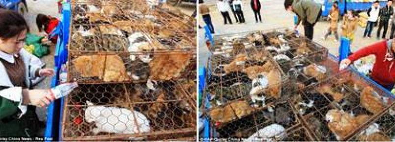 Ativistas e autoridades chinesas resgatam mais de 1.000 gatos que seriam sacrificados para consumo humano