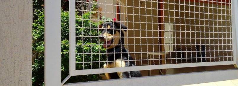 Depois de denúncia, cão confinado é solto de coleira