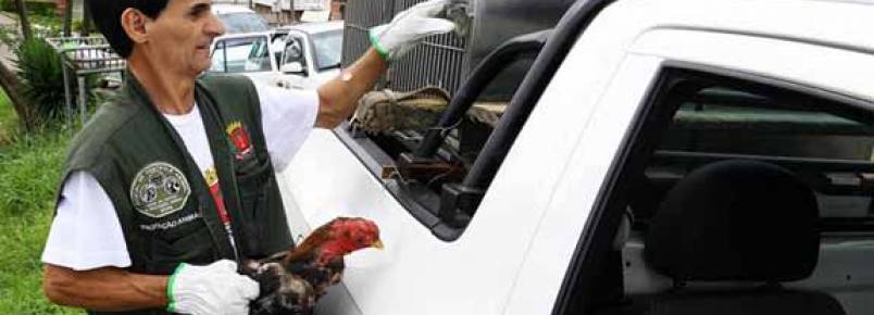Rede de Proteção Animal apreende galos de rinha em Curitiba