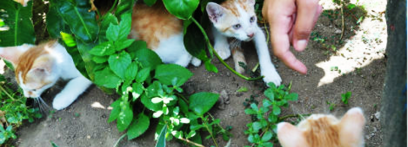 Abrigo com dezenas de gatos sensibiliza comunidade em Salvador