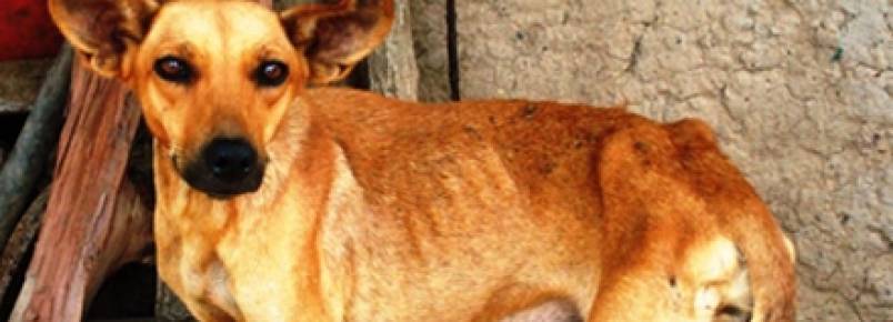 Dicas para manter a leishmaniose longe do seu cão