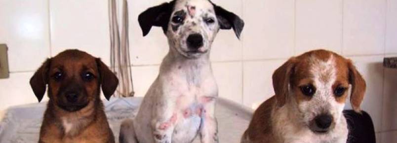 Centro de Zoonoses de Itu atenderá emergências aos finais de semana