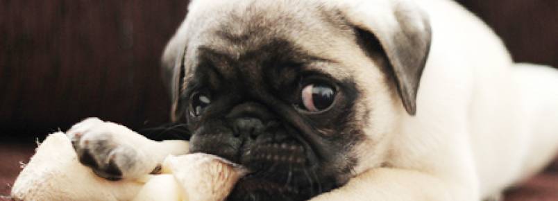 Ossos artificiais podem fazer mal aos cães?