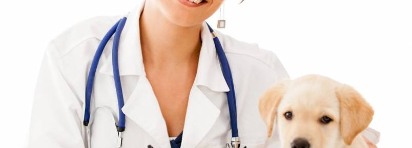 Comissão aprova projeto que garante atendimento veterinário para animais de pessoas carentes