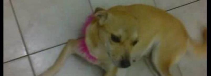 Depois de levar a cadela para tomar banho, o dono do pet shop ligou informando o sumiço 