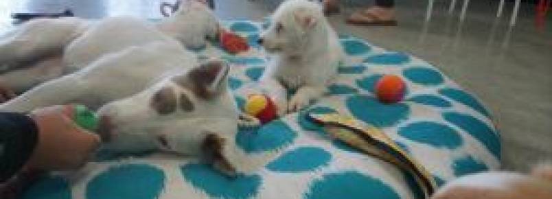 Cafeteria cheia de cães para adoção espera ajudar animais abandonados