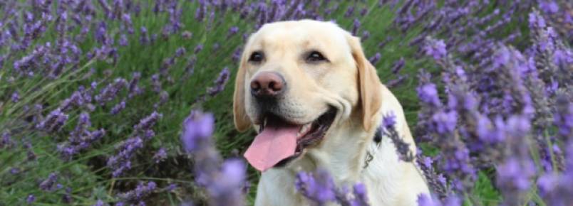 De lírio a maconha: veja as plantas que mais intoxicam cães e gatos