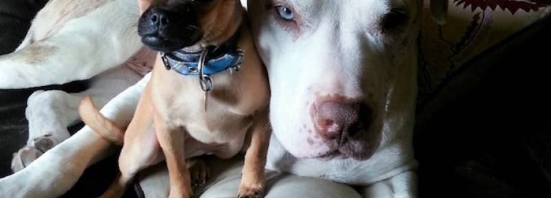 Cachorro adotado se torna um grande protetor de cães resgatados