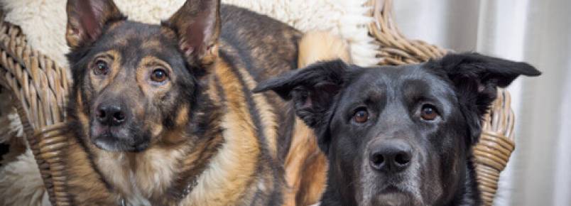 Por que o seu cachorro está obcecado em montar?