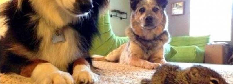 Tutor leva esquilo órfão para casa e cachorros o adotam.