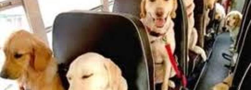 Câmara aprova transporte de animais em ônibus
