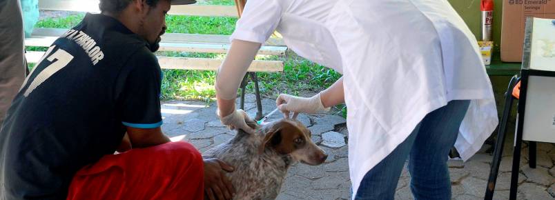Cães da população em situação de rua recebem atendimento
