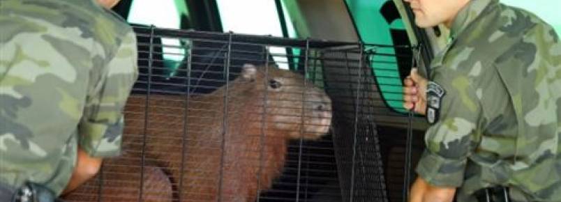 Capivara  encontrada em banheiro de empresa de Maring