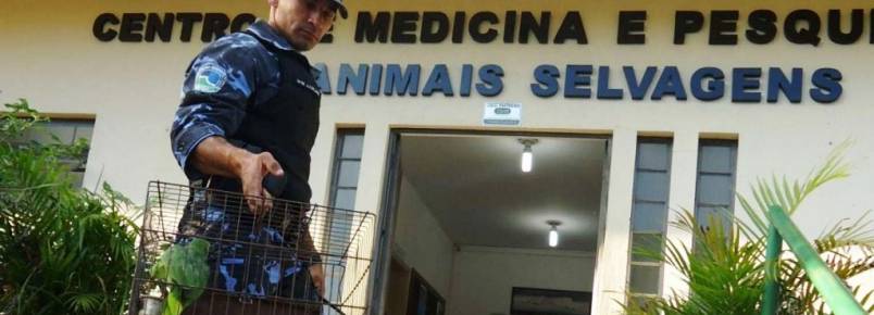 Papagaio é resgatado em Botucatu (SP)