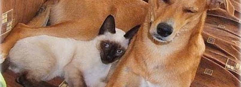 Matar cão ou gato dará 3 anos de cadeia