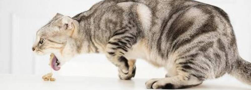 Saiba como tratar o vômito do gato