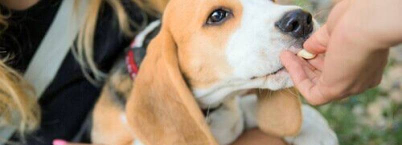 Dar medicamentos a animais de estimação