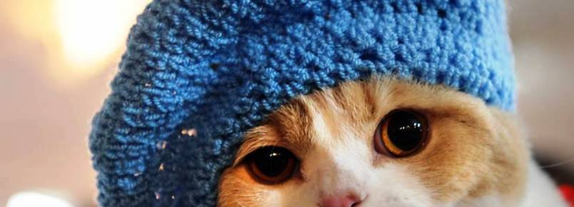 Gatos têm maior necessidade de alimento no inverno