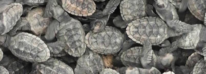 Filhotes de tartaruga nascem na praia do Coqueiro em Lus Correia