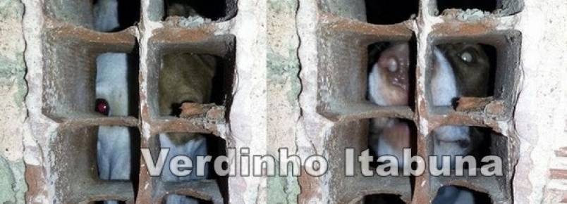 Cachorros são abandonados sem comida em casa e população denuncia