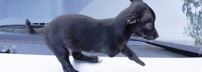 Cachorro com três patas é encontrado na praia de Santa Helena