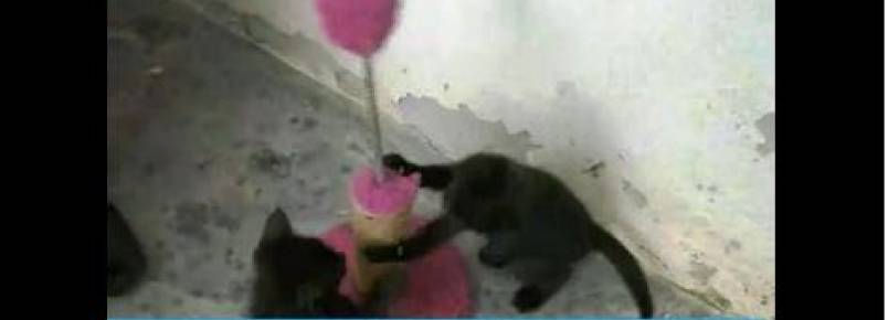 Cmeras registram abandono de gatos dentro de sacos plsticos em Florianpolis