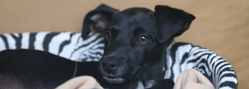 Preto é muito amoroso e aguarda um lar feliz em Viamão
