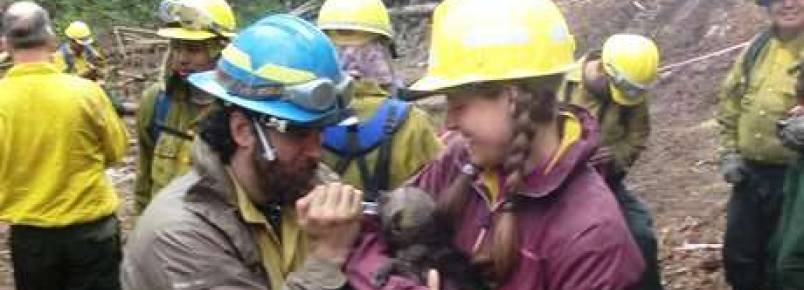 Alasca: filhotes de lobo so resgatados de reserva em chamas