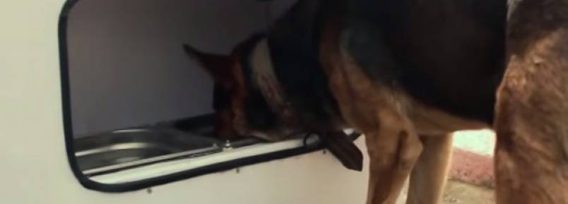 Ação ajuda a alimentar cães e gatos de rua ao mesmo tempo em que estimula a reciclagem