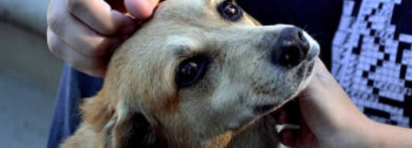 Dicas: como ajudar animais traumatizados pelo abandono