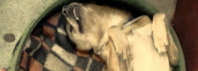 Protetoras de Piraquara ajudam cãozinho a ter uma vida melhor