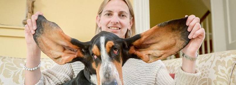 Basset Hound sobrevive a queda de 3 andares devido as suas enormes orelhas