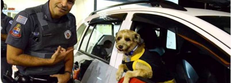 PM adota cão e da nome de Cabo Pitoco