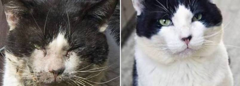 Mulher salva gato que estava morrendo por doença nos dentes