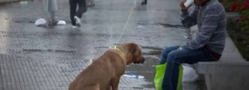Cachorros "invisíveis" vistos pela primeira vez