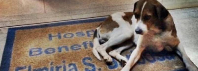 Dona morre, cachorro comove ao fazer plantão em porta de hospital e é adotado